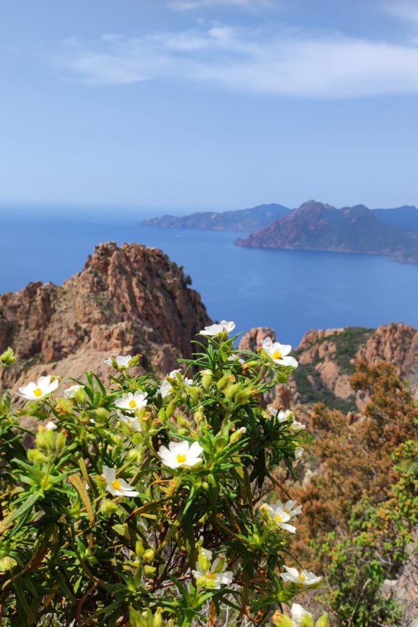 CORSE MER